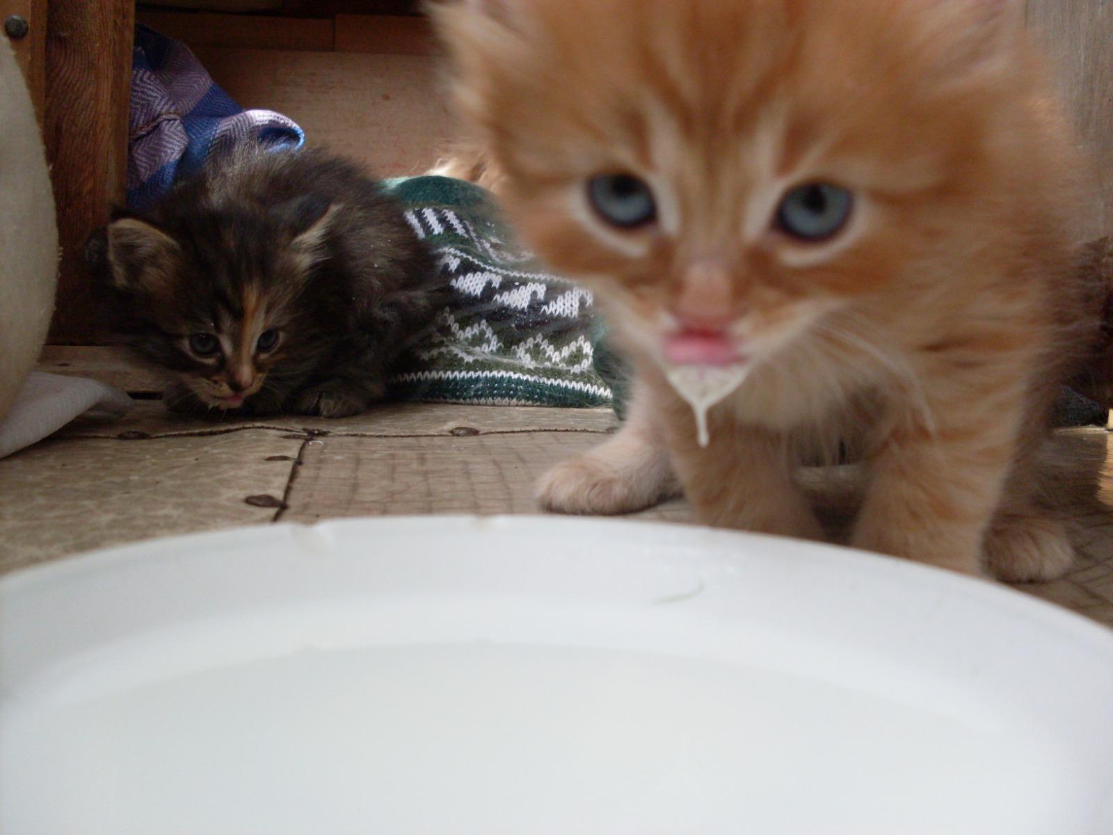 Фото В снегу и за рулем: в Новосибирске опубликовано свыше 50 фото милых питомцев к Дню кошек 45 - Сиб.ФМ Фото В снегу и за рулем: в Новосибирске опубликовано свыше 50 фото милых питомцев к Дню кошек 45